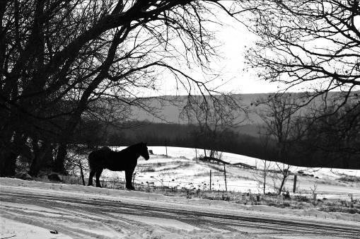 horse-snow